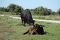 Highland Cattle